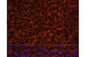 Immunofluorescence analysis of Rat liver using Factor IX / F9 Polyclonal Antibody at dilution of 1:100 (40x lens). (Coagulation Factor IX antibody)