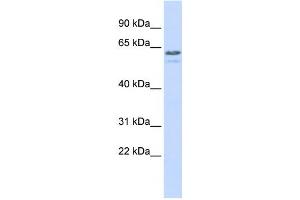 Western Blotting (WB) image for anti-Tripartite Motif Containing 6 (TRIM6) antibody (ABIN2458105) (TRIM6 antibody)