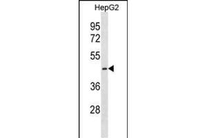 CTNS antibody  (C-Term)