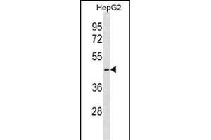 CTNS Antibody (C-term) (ABIN1881240 and ABIN2838391) western blot analysis in HepG2 cell line lysates (35 μg/lane). (CTNS antibody  (C-Term))