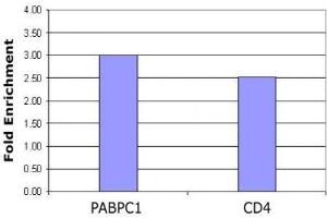 Histone H4 acetyl Lys5 antibody tested by ChIP analysis. (Histone H4 antibody  (acLys5))