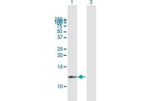 Western Blot analysis of CDK2AP1 expression in transfected 293T cell line by CDK2AP1 MaxPab polyclonal antibody.