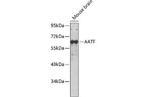Western blot analysis of extracts of mouse brain, using AATF antibody (ABIN7265647). (AATF antibody  (AA 7-100))
