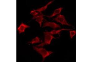 ABIN6276246 staining Hela by IF/ICC. (OR10S1 antibody  (Internal Region))
