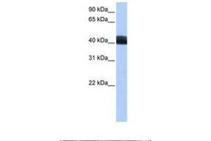 LRRC17 antibody  (AA 245-294)