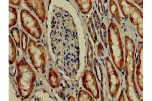 Immunohistochemistry of paraffin-embedded human kidney tissue using ABIN7172957 at dilution of 1:100 (TMIGD2 antibody  (AA 23-150))