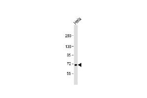 Anti-USP2 Antibody  at 1:2000 dilution + Hela whole cell lysate Lysates/proteins at 20 μg per lane.
