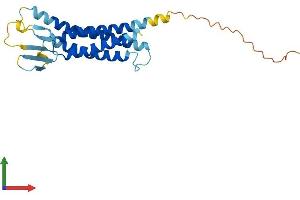 AlphaFold protein structure predicition of Human Recombinant CLDN8 Protein, UniprotID P56748