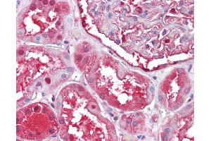 Anti-PRDX6 / Peroxiredoxin 6 antibody IHC of human kidney. (Peroxiredoxin 6 antibody)