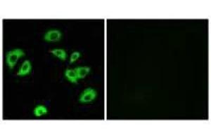 Immunofluorescence analysis of A549 cells, using LILRB4 antibody. (LILRB4 antibody)