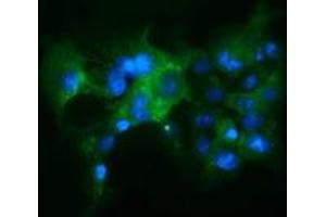 Immunofluorescence (IF) image for anti-Kelch-Like ECH-Associated Protein 1 (KEAP1) antibody (ABIN1499015) (KEAP1 antibody)