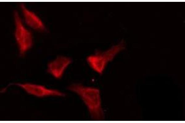 OR8G5 antibody  (Internal Region)