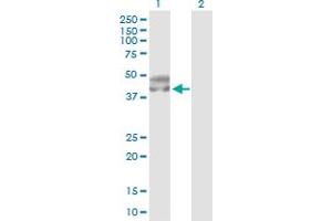 Western Blot analysis of SERPINA5 expression in transfected 293T cell line by SERPINA5 MaxPab polyclonal antibody.