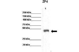 recombinant human ZP4 protein (ZP4 antibody  (N-Term))