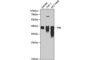 Western blot analysis of extracts of various cell lines, using PBK antibody (ABIN1682870, ABIN3019240, ABIN3019241 and ABIN6220784) at 1:1000 dilution. (PBK antibody  (AA 1-322))