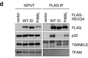 Western Blotting (WB) image for anti-DYKDDDDK Tag antibody (ABIN99294)