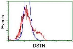 HEK293T cells transfected with either RC203419 overexpress plasmid (Red) or empty vector control plasmid (Blue) were immunostained by anti-DSTN antibody (ABIN2454399), and then analyzed by flow cytometry. (Destrin antibody)