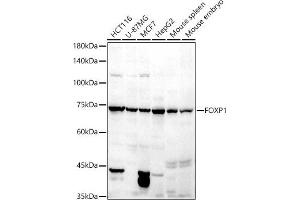 Western blot analysis of extracts of various cell lines, using FOXP1 antibody (ABIN6133710, ABIN6140758, ABIN6140760 and ABIN6216414) at 1:500 dilution. (FOXP1 antibody  (C-Term))