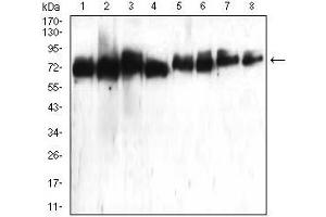 Western Blotting (WB) image for anti-ATG16 Autophagy Related 16-Like 1 (ATG16L1) (AA 11-257) antibody (ABIN5542578)