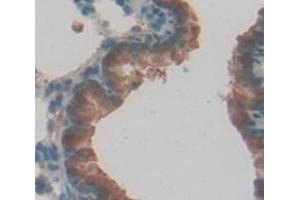 Figure. (Caspase 12 antibody  (AA 1-244))