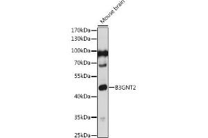 Western blot analysis of extracts of Mouse brain, using B3GNT2 antibody (ABIN7271203) at 1:1000 dilution. (B3GNT2 antibody)