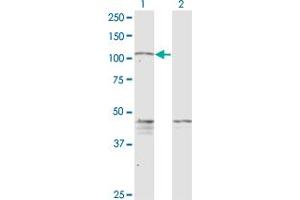 Western Blot analysis of PCDHGC5 expression in transfected 293T cell line by PCDHGC5 monoclonal antibody (M08), clone 3A6. (PCDHGC5 antibody  (AA 467-575))