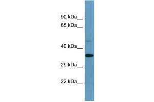 Western Blotting (WB) image for anti-Speedy Homolog E1 (SPDYE1) (C-Term) antibody (ABIN2787424)