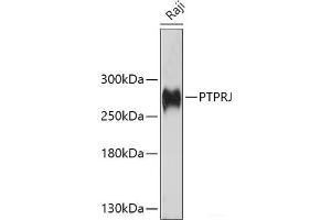 Western blot analysis of extracts of Raji cells using PTPRJ Polyclonal Antibody at dilution of 1:1000. (PTPRJ antibody)