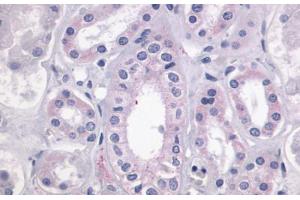 Anti-LPAR4 / GPR23 antibody  ABIN1049015 IHC staining of human kidney.