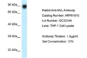 Western Blotting (WB) image for anti-Nuclear VCP-Like (NVL) (N-Term) antibody (ABIN2788850) (NVL antibody  (N-Term))