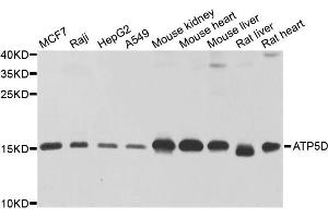 Western blot analysis of extracts of various cell lines, using ATP5D antibody. (ATP5F1D antibody)