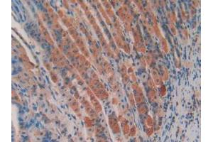 IHC-P analysis of Mouse Stomach Tissue, with DAB staining. (APC antibody  (AA 2636-2845))