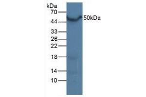 Detection of LXRa in Mouse Liver Tissue using Polyclonal Antibody to Liver X Receptor Alpha (LXRa) (NR1H3 antibody  (AA 93-432))