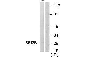 Immunohistochemistry analysis of paraffin-embedded human brain tissue using BRI3B antibody. (BRI3BP antibody)