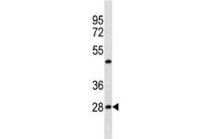 Prohibitin antibody western blot analysis in HepG2 lysate.