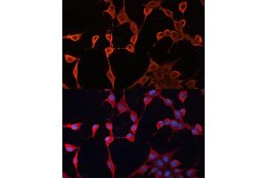 Immunofluorescence analysis of NIH/3T3 cells using DN antibody (ABIN6127811, ABIN6139695, ABIN6139696 and ABIN6222849) at dilution of 1:100. (DNAJA2 antibody  (AA 233-412))