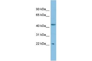 WB Suggested Anti-POLR1E Antibody Titration: 0.