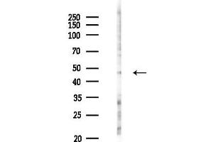 anti-Lysophosphatidic Acid Receptor 3 (LPAR3) (Internal Region) antibody