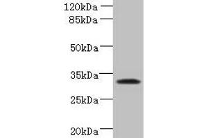 Western blot All lanes: TSPAN5 antibody at 1. (Tetraspanin 5 antibody  (AA 114-232))