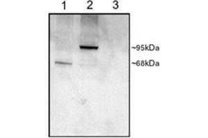 Image no. 2 for anti-phosphodiesterase 4D, cAMP-Specific (PDE4D) (C-Term) antibody (ABIN374635) (PDE4D antibody  (C-Term))