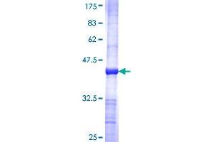 GUCY1A2 Protein (AA 296-401) (GST tag)