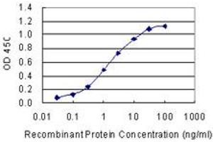 Detection limit for recombinant GST tagged C6orf115 is 0. (ABRACL/C6orf115 antibody  (AA 1-81))