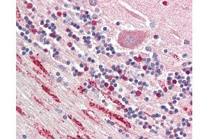 Anti-NPTX1 / NP1 antibody IHC staining of human brain, cerebellum. (NPX1 antibody  (AA 197-211))
