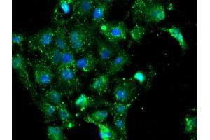 Immunofluorescence (IF) image for anti-NQO2 (NQO2) antibody (ABIN1499816) (NQO2 antibody)