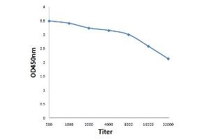 Antigen: 0. (KAT2B antibody  (AA 451-550))