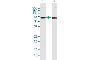 Western Blot analysis of CACNB3 expression in transfected 293T cell line by CACNB3 MaxPab polyclonal antibody. (CACNB3 antibody  (AA 1-484))