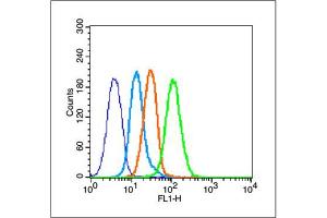 MCF-7 cells probed with Estrogen Receptor alpha Antibody, unconjugated  at 1:100 dilution for 30 minutes compared to control cells (blue) and isotype control (orange) (Estrogen Receptor alpha antibody  (AA 331-360))