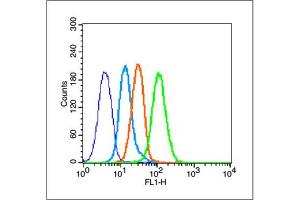 MCF-7 cells probed with Estrogen Receptor alpha Antibody, unconjugated  at 1:100 dilution for 30 minutes compared to control cells (blue) and isotype control (orange)