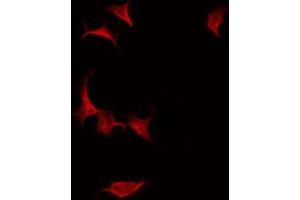 ABIN6275204 staining Hela by IF/ICC. (LRG1 antibody  (C-Term))