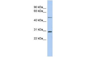 WB Suggested Anti-POU3F3 Antibody Titration:  0. (POU3F3 antibody  (N-Term))
